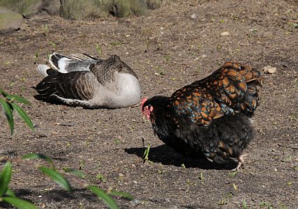 11_17434 -  Hamburg Bilder :: das Huhn sucht sich sein Futter  auf dem Boden, dahinter liegt eine Gans, die ihren Kopf unter den Flügel gesteckt hat und schläft. 