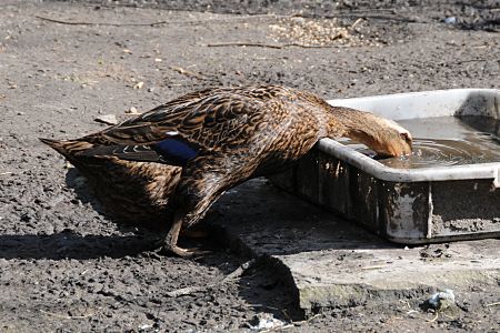 11_17435 - Fotos von Hamburg:: die Ente hat ihren Kopf in die Schale gesteckt und grndelt nach etwas essbarem. 