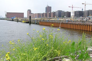 011_15747 - Grasbrookhafen 2004; an der Stelle wo die Marco-Polo-Terrassen angelegt werden sollen blht das Wildkraut; am Dalmannkai werden die Kaianlagen verstrkt und fr die neue Bebauung mit Brogebuden und Wohnanlagen vorbereitet; im Hintergrund lks. die zuknftige Elbphilharmonie, der Kaispeicher A.