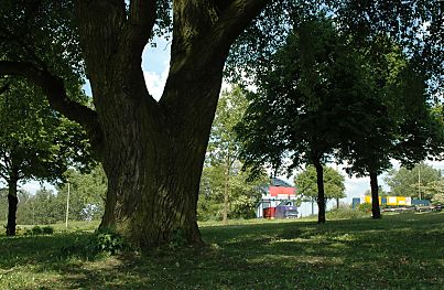 011_14238 - Grnflche mit Baum  im Bereich des ehemaligen Veddeler Markts; im Hintergrund die Autobahn mit Hinweisschildern / Verkehrsschildern  und Einfahrt der Elbbrcke.