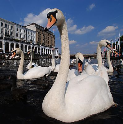 011_15623 - Schwne schwimmen auf der Alster und warten darauf gefttert zu werden.