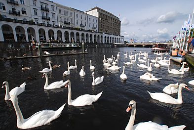 011_15625 - die weissen Schwne sind ein Wahrzeichen der Alster; sie werden zum berwintern jedes Jahr in ihr Winter - Quartier beim Eppendorfer Mhlenteich gebracht. 