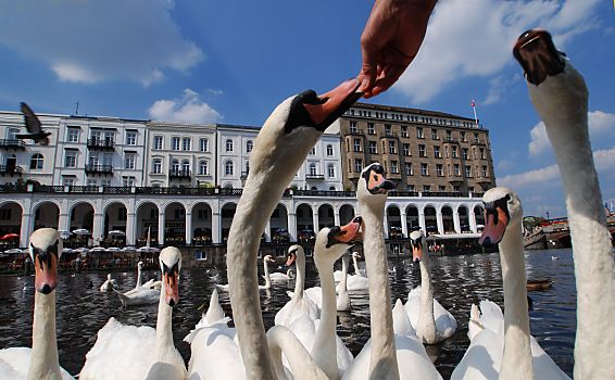 011_15643 - gierig frisst ein Schwan Brot aus einer Hand; ein anderer Wasservogel wird von einem Konkurrenten weggebissen.