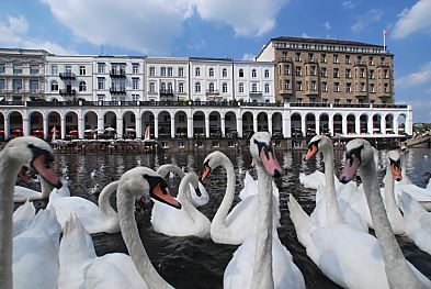 011_15644 - die Schwne warten darauf, dass sie ein anderer Hamburg Tourist wieder fttert. 