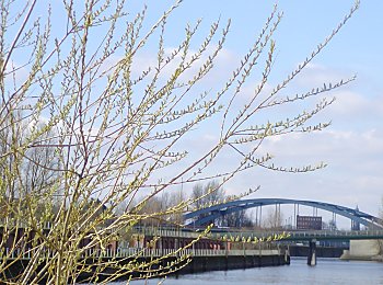 011_14265 - Blick vom Elbpark Entenwerder zur Elbbrcke.  