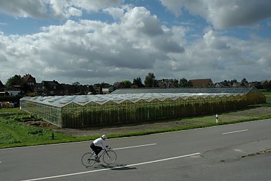 011_14892 - in groen Treibhusern wird in Moorwerder Gemse angebaut; am Wochenende fahren Radfahrer und Motorrder entlang den Deichstrassen. 