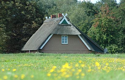 011_14893 - gelbe Blumenwiese, im Hintergrund ein Reetdachhaus mit zwei Pferdekpfe als Giebelschmuck.