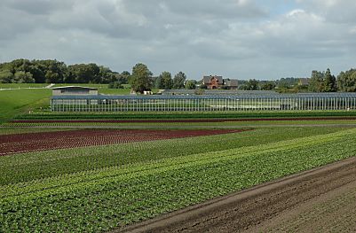 011_14894 - Gemsefelder und Treibhuser in den Marschlanden von Moorwerder. 