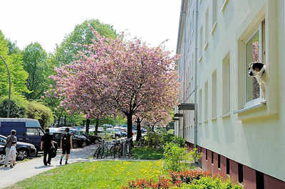 3132 Viergeschossiger Wohnblock Koldingstrasse / Dppelstrasse - Kirschen blhen im Vorgarten, ein Hund blickt aus dem Fenster einer Erdgeschosswohnung.