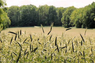 8404 Kornfeld im Hamburger Stadtteil Bergstedt - Bume / Wald am Feldrand - Sommer in der Hansestadt Hamburg.