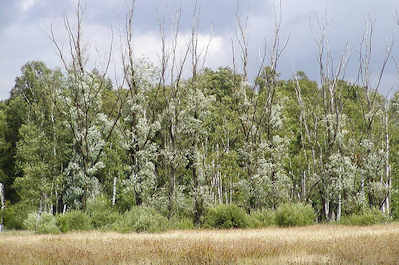 8050058 Bume und Wiese Naturschutzgebiet, Naherholungsgebiet Duvenstedter Bbrook