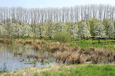 2695 Wasser Alte Sderelbe - blhende Obstbume, kahle Pappeln - Stadtteilbilder HH-Francop.