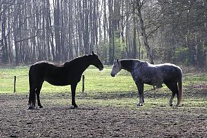 Lndliche Idylle im Stadtteil Langenhorn - Pferde auf einer Koppel an der Tangstedter Landstrasse. Hamburg - Bilder aus dem Stadtteil Langenhorn - Fotos aus dem Bezirk HAMBURG NORD. Die Landgemeinde Langenhorn wrde um 1332 gegrndet - am 1. Januar 1913 wurde Langenhorn Stadtteil von Hamburg. Es leben ca. 40 000 Einwohner in dem 13,8 k groen Stadtteil. 