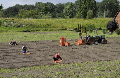 7740 Setzen von Salatpflanzen von Hand auf einem Feld in Hamburg Moorfleet - Arbeitskrft, Trecker mit Kisten.