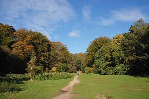 Herbst im Niendorfer Gehege - rot gefrbtes Herbstlaub an den Bumen - Trampelpfad ber eine Wiese. Hamburg NIENDORF, Bezirk EIMSBTTEL. Niendorf wurde 1343 erstmals urkundlich erwhnt. In diesem Jahr schenkte Brger Hinrich Halstenbeke sein Eigentum im besagten Dorf dem Hamburger Domkapitel. Der Ort war Teil des Kirchspiels Eppendorf. Ab 1640 war es Teil der Pinneberger Waldvogtei in der Herrschaft Pinneberg und stand unter der Oberhoheit Dnemarks. Nach dem Deutsch-Dnischen Krieg wurde Niendorf 1867 preuisch. 1937 wurde Niendorf durch das Gro-Hamburg-Gesetz in die Hansestadt eingemeindet. Auf einer Flche von 12,7 km leben ca. 40 000 Einwohner. 