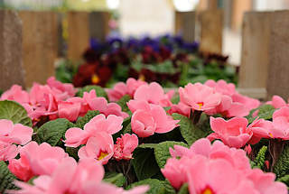 0479 Primeln in einer Grtnerei in Hamburg Ochsenwerder. Blumenzucht in den Hamburger Marschlanden.