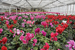 9206 Blumenzucht im Treibhaus Hamburg Reitbrook - rote und violette Alpenveilchen.