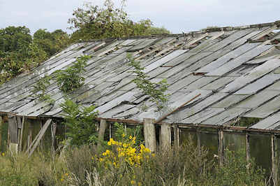 9411 ungenutztes Gewaechshaus - berwuchertes Glashaus mit zerstrten Scheiben.