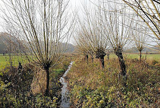 2597 Kopfweiden an den Volksdorfer Teichwiesen. Naturschutzgebiete in Hamburg.