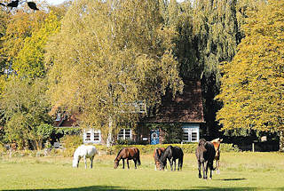 9380 Pferdeweide mit grasenden Pferden in Hamburg Wohldorf Ohlstedt - Einzelhaus zwischen Bumen.
