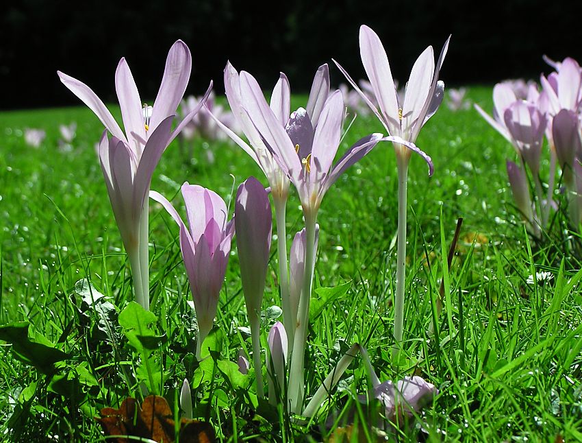 11_18917 Herbstzeitlose ( Colchicum autumnale ) auf einer Wiese in Blüte - sehr gut sind die Blütenröhren zu erkennen, auf der die hell violettfarbene Blüte sitzt. neben den Samen sind die Blüten der Herbst-Zeitlosen ( Colchicum autumnale ) giftig, sie enthalten das Gift Colchicin - allerdings werden sie werden auch als Heilpflanze gegen Gicht und Rheuma genutzt; die Herbstzeitlose blüht bis in den Oktober hinein, was der Pflanze ihren Namen gegeben hat ©www.christoph-bellin.de (weitere Herbstbilder von Hamburg unter fotograf-hamburg.de)
