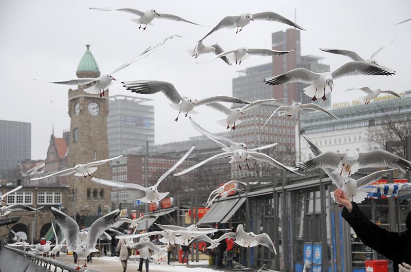 Bilder von Hamburg im Winter - Mwen fttern an den Landungsbrcken. 214_5164 Touristen fttern die Mwen auf der Hafen-Promenade an den St. Pauli Landungsbrcken. Im Hintergrund der restaurierte Uhr- und Pegelturm der denkmalgeschtzten Anlage.