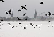 229_4973 Der Wind wirbelt den Schnee hoch, der auf dem Eis der zugefrorenen Aussenalster liegt - ein Schwarm Krähen fliegt auf, einige sitzen noch auf dem Alstereis. Auf der anderen Seite der Alsterbecken die Türme der St. Petrikirche, dem Rathaus und der Nikolai Kirche.  