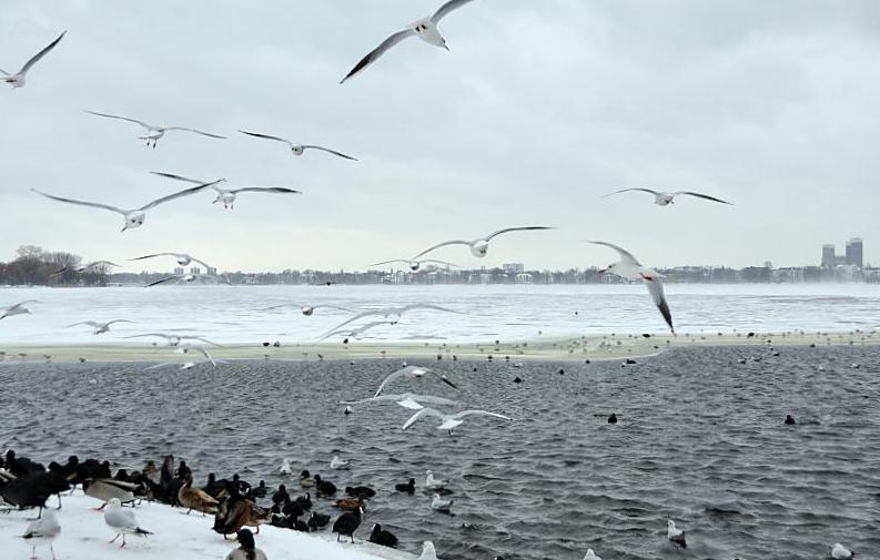 Hamburg Fotografie / Christoph Bellin || Mwen und Enten im Hamburger Winter - Schnee + Eis Auenalster.  230_5005 Die Aussenalster ist erst teilweise zugefroren; im Bereicht der Kennedybrcke schwimmen Enten und Mwen im offenen Wasser der Alster -  wenig weiter bedeckt das Eis das Wasser des groen Hamburger Sees. Am gegenber liegenden Alsterufer sind die Hochhuser vom Mundsburg zu erkennen.