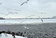 230_5005 Die Aussenalster ist erst teilweise zugefroren; im Bereicht der Kennedybrcke schwimmen Enten und Mwen im offenen Wasser der Alster -  wenig weiter bedeckt das Eis das Wasser des groen Hamburger Sees. Am gegenber liegenden Alsterufer sind die Hochhuser vom Mundsburg zu erkennen.