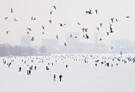 251_6068 Ein Schwarm Möwen überquert die Menschenmenge auf der zugefrorenen Alster - die Hamburger Silhouette von St. Georg verschwindet am gegenüber liegenden Alsterufer im Dunst des Winternachmittags.