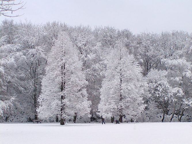 Hamburg-Fotos - Winterlandschaft, verschneite Bäume. 279_101g0031 Die Bäume im Hamburger Stadtpark sind mit Schnee und Raureif dicht bedeckt. Auf der Wiese zieht eine Vater sein Kind auf einem Schlitten durch die Winterlandschaft.