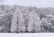279_101g0031 Die Bäume im Hamburger Stadtpark sind mit Schnee und Raureif dicht bedeckt. Auf der verschneiten Wiese zieht eine Vater sein Kind auf einem Schlitten durch die Winterlandschaft. 