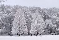 279_101g0031 Die Bume im Hamburger Stadtpark sind mit Schnee und Raureif dicht bedeckt. Auf der verschneiten Wiese zieht eine Vater sein Kind auf einem Schlitten durch die Winterlandschaft. 