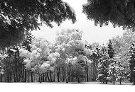 281_10jj10023 Die Tannen und Bäume im Hamburger Stadtpark sind mit Raureif und Schnee bedeckt. 