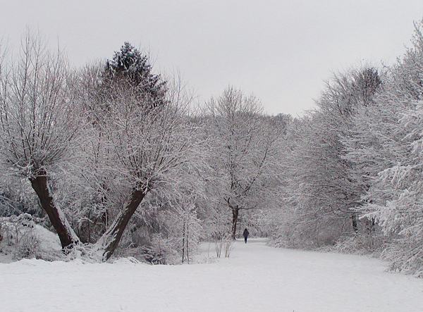 Grauer Wintertag am Alsterwanderweg. 290_1010024 Grauer Wintertag an dem verschneiten Alsterufer - zwei schiefe Kopfweiden stehen am Rand des Wanderweges, der entlang des Flusses Alster bis in die Hamburger Innenstadt fhrt. Eine Spaziergngerin geht durch die Winterlandschaft zwischen den schneebedeckten Bumen. 