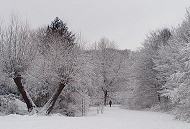 290_1010024 Grauer Wintertag an dem verschneiten Alsterufer - zwei schiefe Kopfweiden stehen am Rand des Wanderweges, der entlang des Flusses Alster bis in die Hamburger Innenstadt fhrt. Eine Spaziergngerin geht durch die Winterlandschaft zwischen den schneebedeckten Bumen.