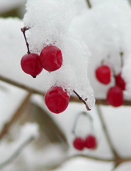 Winterbilder aus Hamburg - rote Fruechte im Schnee