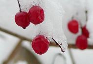 292_1010139 Rote Früchte im Schnee.
