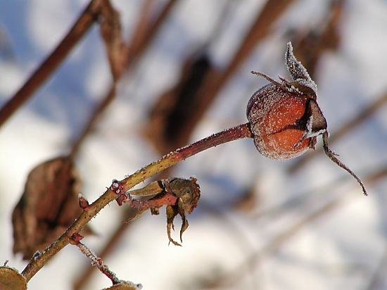 Winterfotos aus Hamburg. 294_1010083 Die Samenkapsel einer Rose ist mit Raureif bedeckt. 