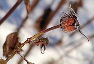 294_1010083 Die Samenkapsel einer Rose ist mit Raureif bedeckt. 