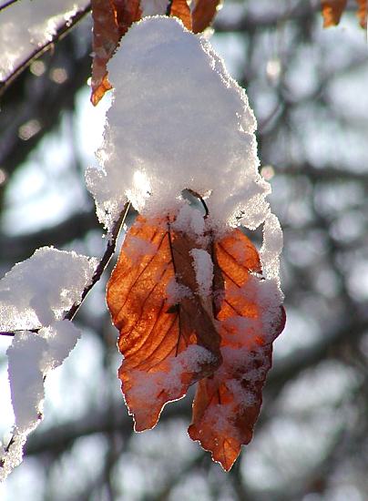 Winterfotos aus Hamburg 295_1010082 Die letzten Blätter einer Buche hängen noch an dem Baum - sie sind mit einer dicken Schneeschicht bedeckt. Das Gegenlicht der Wintersonne scheint durch die rötlichbraunen Buchenblätter. 