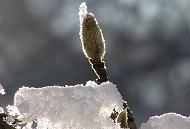296_1010074 Im Stadtpark sind die Äste einer Magnolie mit Schnee bedeckt - die Wintersonne scheint durch die Schneeschicht. Am Zweig befinden sich schon die nächstjährigen Knospen.