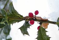 297_101h0009 Der immergrüne Ilex trägt seine roten Früchte - die Zweige dieser Stechpalme werden gerne als Weihnachtsdekoration verwendet.