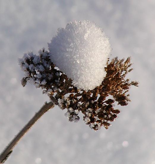 Winterbilder aus den Parks Hamburgs. 299_1010102 Eine getrocknete Blütendolde ist mit einer Schneehaube bedeckt.  ©www.hamburg-fotos.org