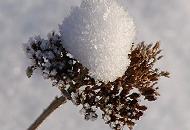 299_1010102 Eine getrocknete Blütendolde ist mit einer Schneehaube bedeckt. 