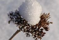 299_1010102 Eine getrocknete Bltendolde ist mit einer Schneehaube bedeckt. 