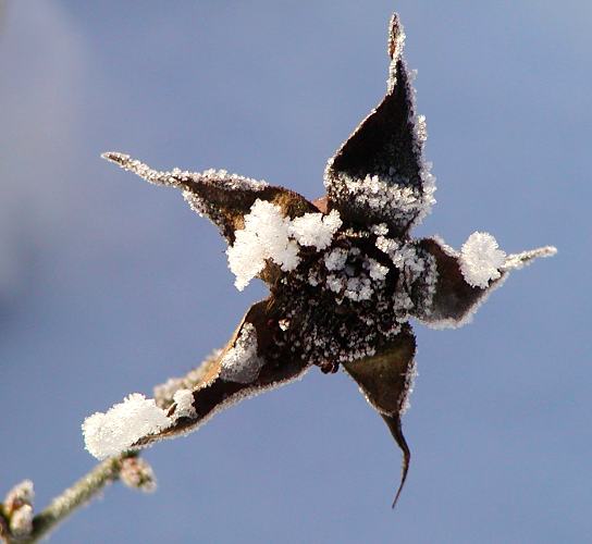 Winterbilder aus den Parks Hamburgs. 300_1010105 An dem getrockneten Blütenstand einer Blume haben sich Eiskristallen festgesetzt.  ©www.hamburg-fotos.org