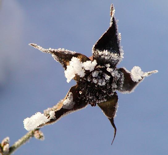 Winterbilder aus den Parks Hamburgs. 300_1010105 An dem getrockneten Bltenstand einer Blume haben sich Eiskristallen festgesetzt.  www.hamburg-fotos.org