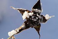 300_1010105 An dem getrockneten Blütenstand einer Blume haben sich Eiskristallen festgesetzt. 