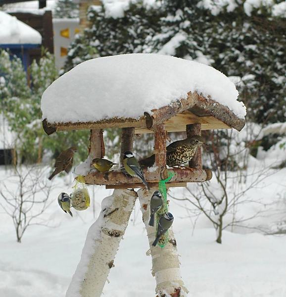 Wintermotive aus Hamburg. Winterftterung von Wildvgeln im Schnee. 304_1002 Vogelftterung im Winter - das Dach vom Vogelhaus ist mit hohem Schnee bedeckt. Meisen hngen an den Meisenkndeln und Fettnssen und fressen die spezielle Winternahrung; Ein Spatz setzt zur Landung an, whrend eine Drossel und  ein Grnfink im Futterhaus sitzen.